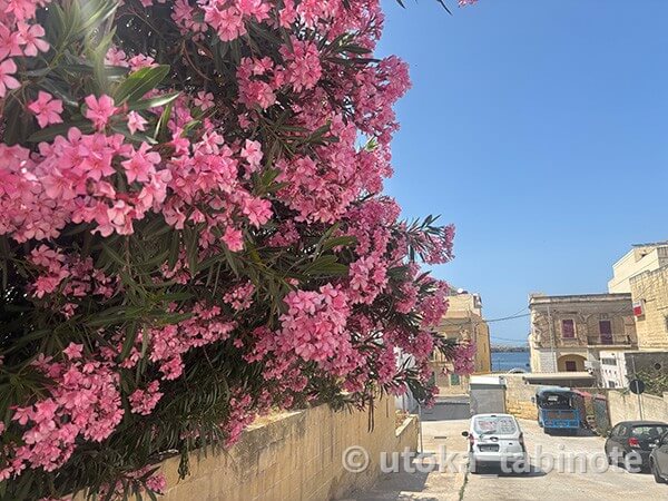 セントポールベイのきれいな花