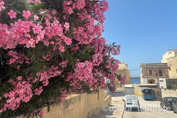 学校へ行く道の花